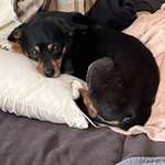 Suchmeldung-Lessie-Bild