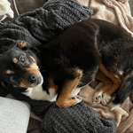 Suchmeldung-Lessie-Bild