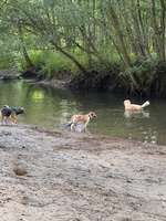 Hundeauslaufgebiet-Seewiesen Reinheim-Bild