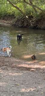 Hundeauslaufgebiet-Seewiesen Reinheim-Bild