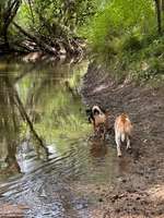 Hundeauslaufgebiet-Seewiesen Reinheim-Bild