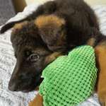 Ersteller:in Tobias Profilbild