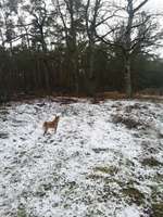 Hundeauslaufgebiet-Wald und Wiesenweg-Bild