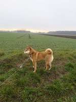 Hundeauslaufgebiet-Wald und Wiesenweg-Bild