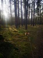 Hundeauslaufgebiet-Wald und Wiesenweg-Bild