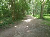 Hundeauslaufgebiet-Koppel - Forstfläche-Bild