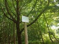 Hundeauslaufgebiet-Koppel - Forstfläche-Bild