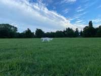 Hundeauslaufgebiet-Weidenweg Poller Grünzug-Bild