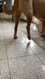 Probleme 4 Wochen nach TPLO, besondere Probleme. Bitte um Ratschläge 🙏🏼-Beitrag-Bild