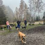Hundeauslaufgebiet-Harzer Hundewald-Bild