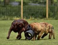 Hundeauslaufgebiet-Hundewiese Sirius-Bild