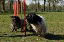 Hundeauslaufgebiet-Hundewiese Sirius-Bild