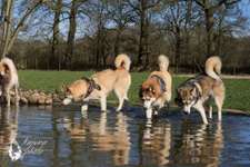 Hundeauslaufgebiet-Hundewiese Sirius-Bild