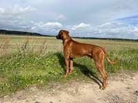 Suchmeldung-Leo-Bild