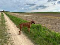 Suchmeldung-Leo-Bild