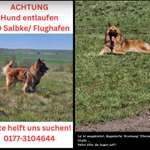 Suchmeldung-Lui-Bild