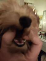 Zahnender Welpe- Mundgeruch-Beitrag-Bild