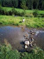 Hundeauslaufgebiet-Rotbach / Wolfenthal in Biberach-Bild