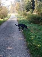 Hundeauslaufgebiet-Rotbach / Wolfenthal in Biberach-Bild