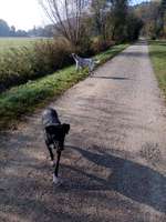 Hundeauslaufgebiet-Rotbach / Wolfenthal in Biberach-Bild