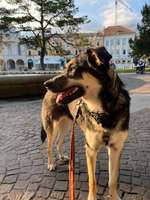 Odin - Tierschutzhund aus Bulgarien-Beitrag-Bild