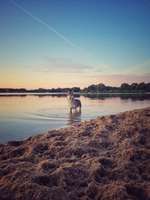 Hundeauslaufgebiet-Hundestrand Salzgittersee-Bild