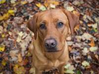 Farbe beeinflusst Verhalten - wissenschaftliche Erkenntnisse (Retriever).-Beitrag-Bild