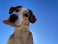 Handy Fotochallenge Nr. 52: Dein Hund mit blauem Himmel-Beitrag-Bild