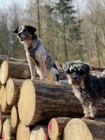 Hundeauslaufgebiet-Iserlohner Stadtteiche-Bild