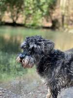 Hundeauslaufgebiet-Iserlohner Stadtteiche-Bild