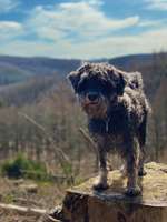 Hundeauslaufgebiet-Iserlohner Stadtteiche-Bild