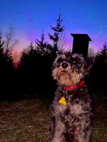 Hundeauslaufgebiet-Iserlohner Stadtteiche-Bild