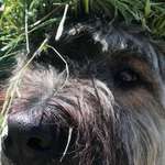 Ersteller:in Uli Profilbild