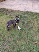 Kastration, in welchem Alter?-Beitrag-Bild