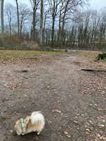 Hundeauslaufgebiet-Niederheid-Bild