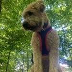 Ersteller:in Maja Profilbild