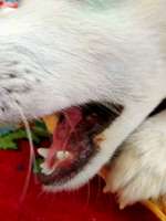 Persistierender Milchzahn-Beitrag-Bild