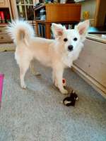 Persistierender Milchzahn-Beitrag-Bild