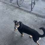 Suchmeldung-Balu-Bild