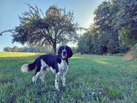 Springer Spaniel-Beitrag-Bild