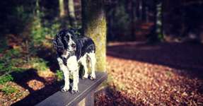 Springer Spaniel-Beitrag-Bild