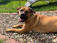 Boerboels-Beitrag-Bild