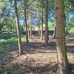 Hundeauslaufgebiet-Hundewiese Gransee-Bild
