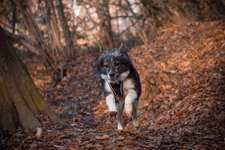 Was für eine Rasse?-Beitrag-Bild