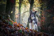 Was für eine Rasse?-Beitrag-Bild