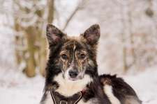 Was für eine Rasse?-Beitrag-Bild