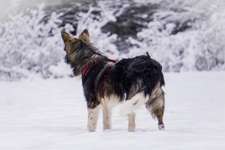 Was für eine Rasse?-Beitrag-Bild