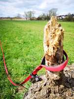 Hundeauslaufgebiet-Nidderauen-Bild