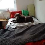 Ersteller:in Annerose Profilbild