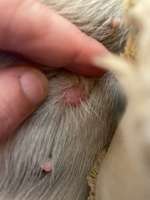 Knubbel entfernen ja oder nein?-Beitrag-Bild